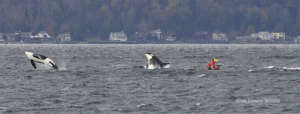 K pod double breach off Alki, Alisa Lemire Brooks