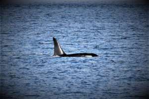 J38 Apr. 7, Useless Bay, Whidbey Isl, Bonnie Gretz