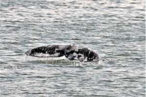 Gray #22 flukes, March 31st, by Bonnie Gretz
