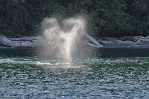 Gray whale heart-shaped spout, by Bonnie Gretz
