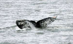 Gray whale 56 fluke, by Bonnie Gretz