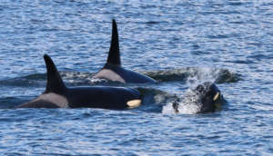 J28 & offspring J46 &J54, Pt. Roberts, B. Gretz