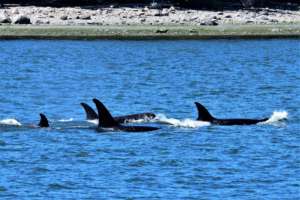 Transient Orcas T65As, Lummi Island, Bonnie Gretz