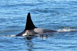 So. Resident Orca J40 off Pt. Roberts, B. Gretz