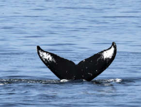 Humpback, Juan de Fuca Strait, Aug. 3rd; B. Gretz