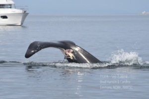 Bigg's T137A injury, Brad Hanson, NOAA Fisheries