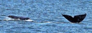 July "PCFG" Gray whales, Rosario Strait, B. Gretz