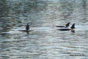 Transient Orcas T65As & T65Bs, by Connie Bickerton