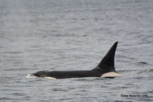 Biggs orca T124C, Juan de Fuca strait, C.Bickerton
