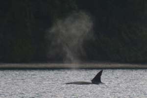 T137 in Agate Pass, Suquamish, by Connie Bickerton