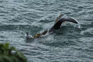 J pod orca kelping, San Juan Island, Cindy Hansen