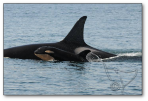New calf L122, by Center for Whale Research