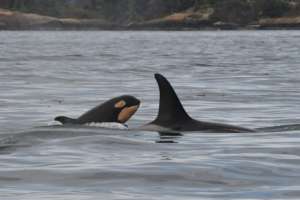 J31 & calf J56, San Juan Island, Dave Ellifrit CWR