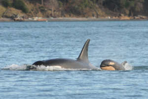 J54 & J28 Haro Strait, 12-16-15, Dave Ellifrit/CWR