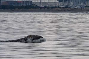Newbie Gray whale #2246's head, by David Haeckel