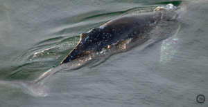 Humpback, Dalco Pass, 12-21-16 by Desiree Sauve