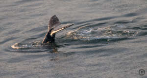 Humpback fluking, Dalco Pass, 12-21, Desiree Sauve