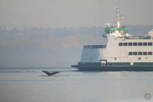 Humpback "Vivaldi" and ferry, by Desiree Sauve