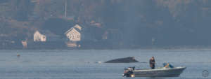 Humpback "Vivaldi" and fishermen, by Desiree Sauve