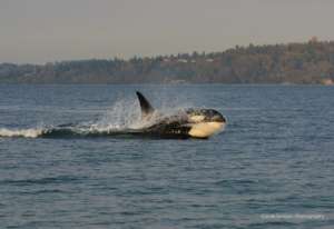 K20 porpoising off Pt Robinson, by Gayle Swigart