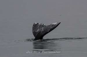 Gray whale #22, photo by Jill Hein