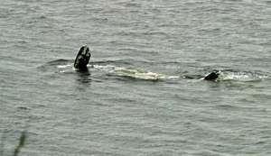Gray whale feeding, Whidbey Is. by Howard Garrett