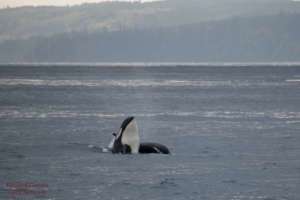 J pod spyhop off Bush Pt. Nov. 1 by Howard Garrett
