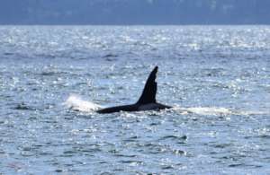 "Chainsaw" Apr.17, Admiralty Inlet, Howard Garrett