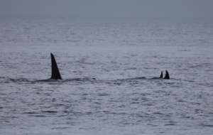 Transient Orcas, Bush Pt, Whidbey Isl, H. Garrett