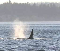So. Resident Orca, Whidbey Isl. Oct. 2, H.Garrett