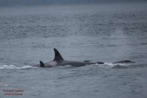 J35, in Puget Sound Nov. 2017