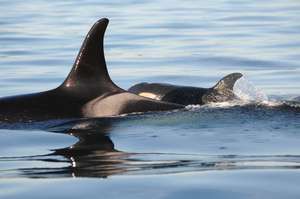 J16 and calf J50, by Center for Whale Research
