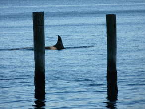 J17 swims past the south end of Whidbey Island