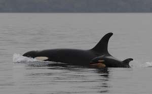 J19 with calf J51, by Center for Whale Research