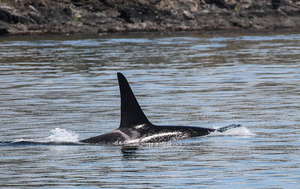 Orca J26 from May 2013, by Jill Hein, Orca Network