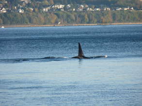 Male J 26 off South Whidbey in October
