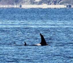 J28 & 54's last visit to Whidbey Island; B. Gretz