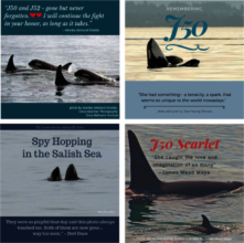 Memorial Tribute to J50 "Scarlet", missing Sept.13