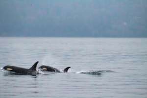 J41 & 51, Pt. Robinson, WA in Nov. Jami Cantrell