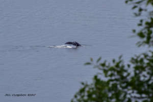 Humpback in Dalco Passage, Tacoma, Jill Clogston