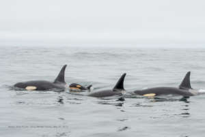 New J pod calf-Tofino BC, May 30th, by John Forde