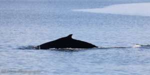 Humpback in Saratoga Passage, by Jill Hein