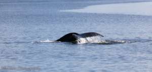 Saratoga Passage Humpback fluke, by Jill Hein