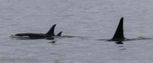 J50 with mom J16 and brother J26, August 11, 2018