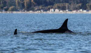 J2 Granny, Saratoga Passage, 10-11, by Jill Hein