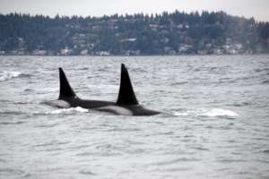 Bigg's orcas T101B and T101A, by Kelly Keenan