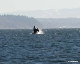 Resident breach, Vashon Island, by Kelly Keenan