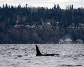 J34 Doublestuf, Vashon Isl. 12-14 by Kelly Keenan