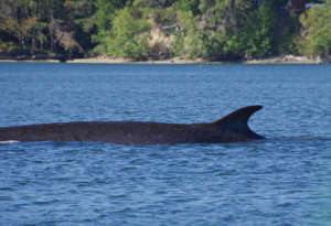 Fin whale in south Puget Sound, K.Merriman