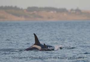 L120 & L86, by Center for Whale Research